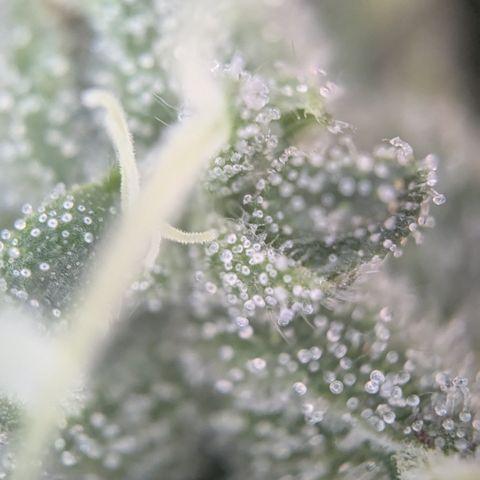 #55 Purple Haze growlog timeline photo