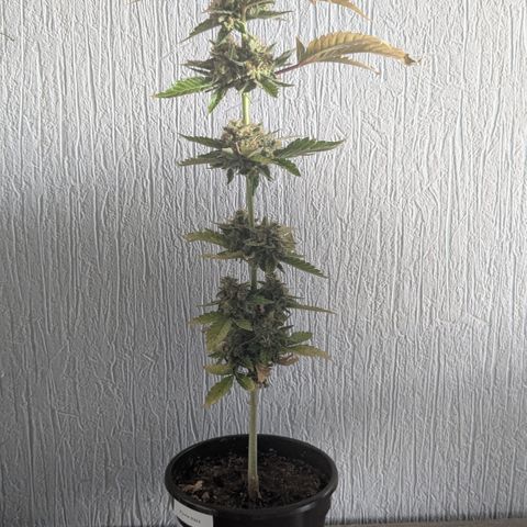 #52 Purple Haze growlog timeline photo