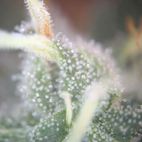 #55 Purple Haze growlog timeline photo