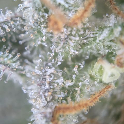 #52 Purple Haze growlog timeline photo