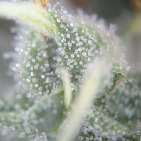 #55 Purple Haze growlog timeline photo