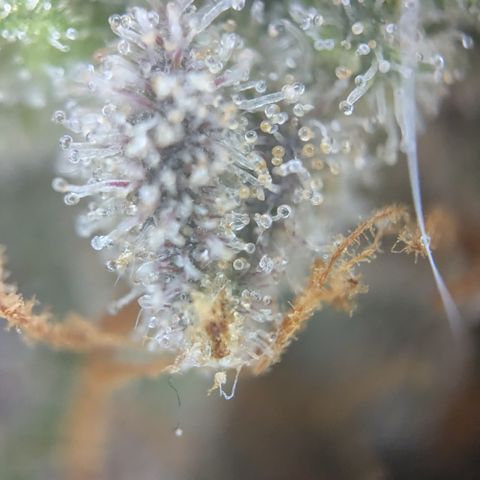 #52 Purple Haze growlog timeline photo