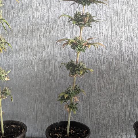#54 Purple Haze growlog timeline photo