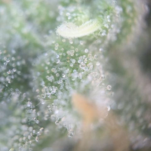 #54 Purple Haze growlog timeline photo