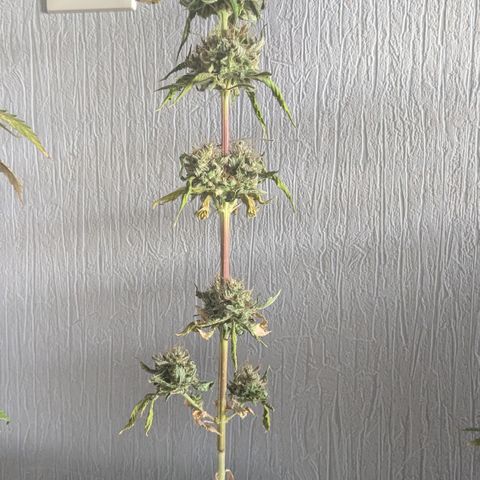 #56 Purple Haze growlog timeline photo