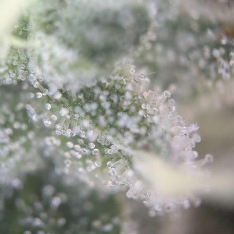 #55 Purple Haze growlog timeline photo