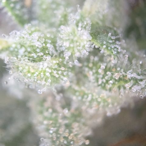 #56 Purple Haze growlog timeline photo