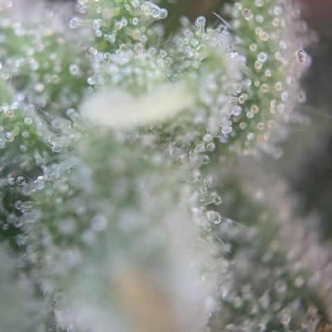 #54 Purple Haze growlog timeline photo