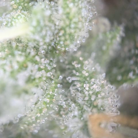 #54 Purple Haze growlog timeline photo