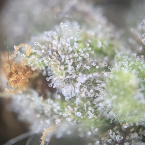 #52 Purple Haze growlog timeline photo