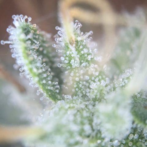 #56 Purple Haze growlog timeline photo