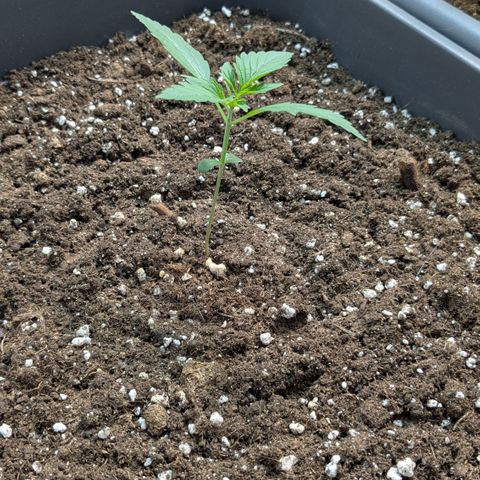 #64 Gorillaz growlog timeline photo