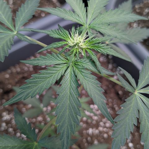 #61 White Skunk growlog timeline photo