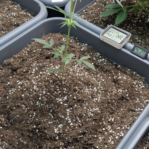 #61 White Skunk growlog timeline photo