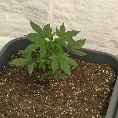 #62 Hindu Kush growlog timeline photo