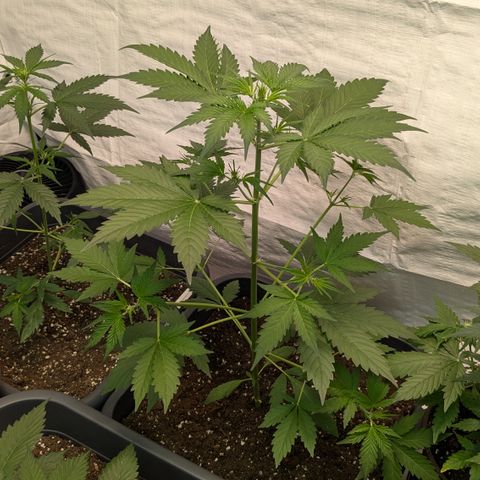 #65 Skunk #1 growlog timeline photo