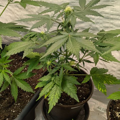 #59 Caramellow Kush Auto growlog timeline photo
