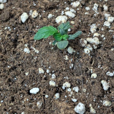 #67 Sensi Amnesia XXL growlog timeline photo