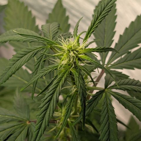 #57 Sticky Orange XXL growlog timeline photo