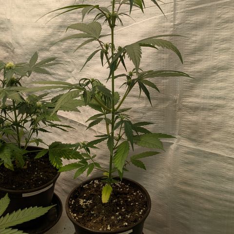 #57 Sticky Orange XXL growlog timeline photo