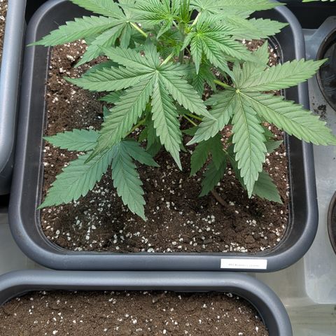 #68 Blueberry Zkittlez growlog timeline photo