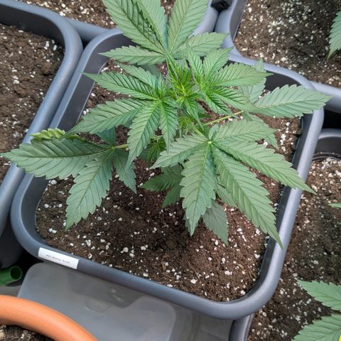 #60 Master Kush growlog timeline photo