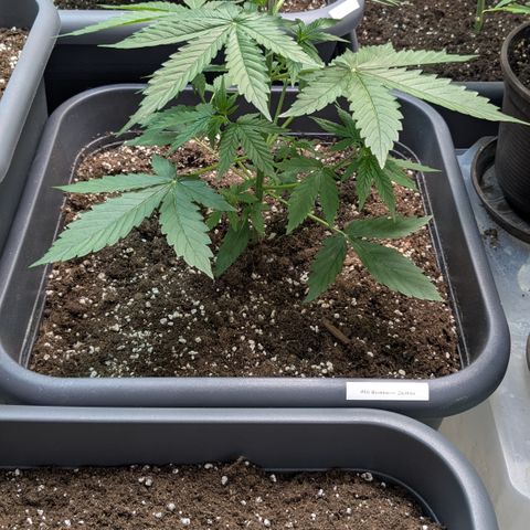 #68 Blueberry Zkittlez growlog timeline photo