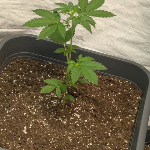 #58 Pineapple Automatic growlog timeline photo