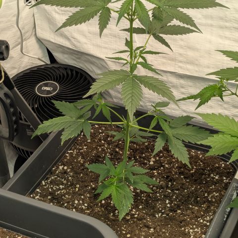 #66 Northern Lights growlog timeline photo
