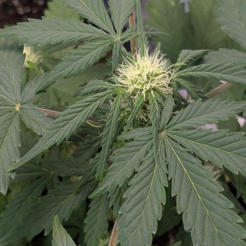 #59 Caramellow Kush Auto growlog timeline photo