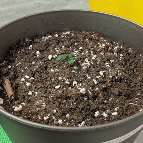 #67 Sensi Amnesia XXL growlog timeline photo