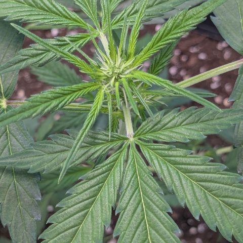 #66 Northern Lights growlog timeline photo