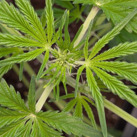 #65 Skunk #1 growlog timeline photo