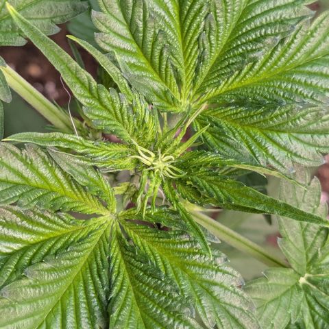 #60 Master Kush growlog timeline photo