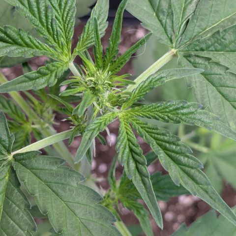 #58 Pineapple Automatic growlog timeline photo