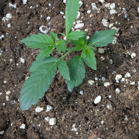 #67 Sensi Amnesia XXL growlog timeline photo