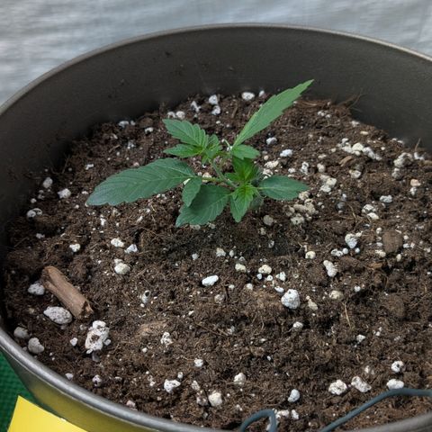 #67 Sensi Amnesia XXL growlog timeline photo