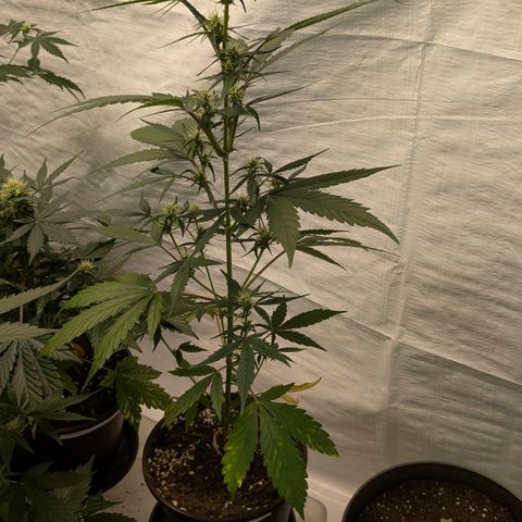 #57 Sticky Orange XXL growlog timeline photo