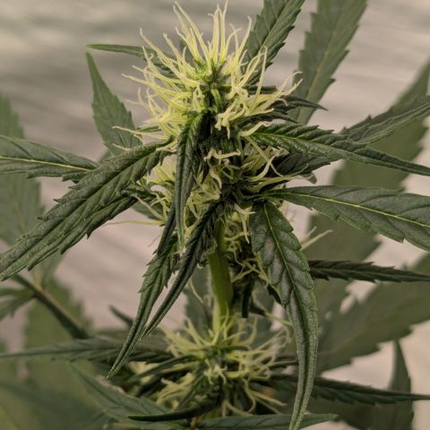 #57 Sticky Orange XXL growlog timeline photo