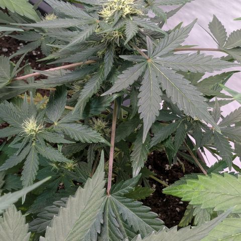 #59 Caramellow Kush Auto growlog timeline photo