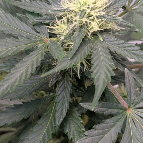 #59 Caramellow Kush Auto growlog timeline photo