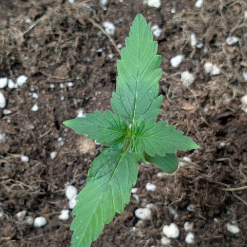 #74 White Diesel Haze growlog timeline photo