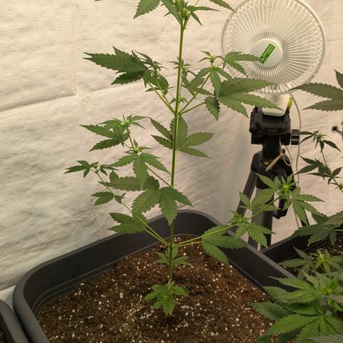 #58 Pineapple Automatic growlog timeline photo