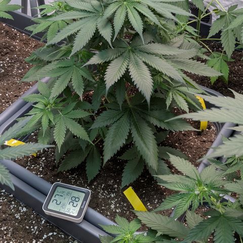 #63 Purple Bud growlog timeline photo
