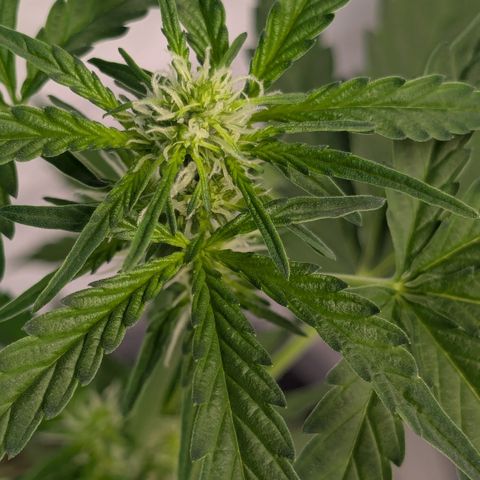 #58 Pineapple Automatic growlog timeline photo