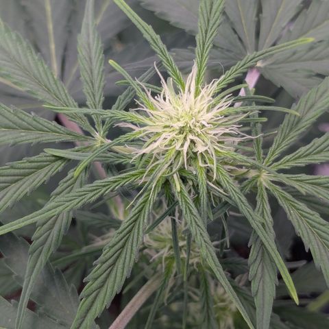 #65 Skunk #1 growlog timeline photo