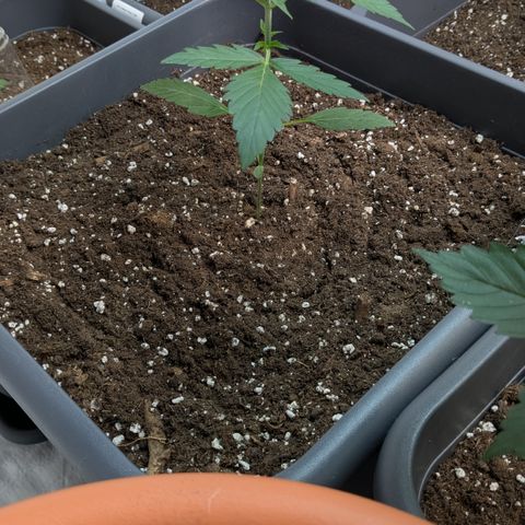 #64 Gorillaz growlog timeline photo