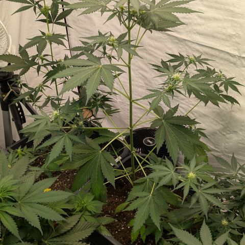 #65 Skunk #1 growlog timeline photo