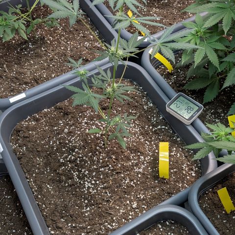 #61 White Skunk growlog timeline photo