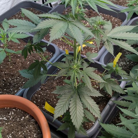 #60 Master Kush growlog timeline photo